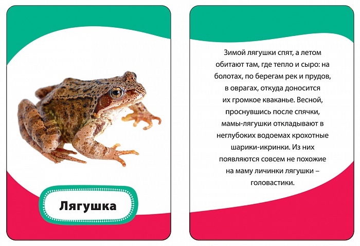 Умные карточки «Мамы и малыши»  